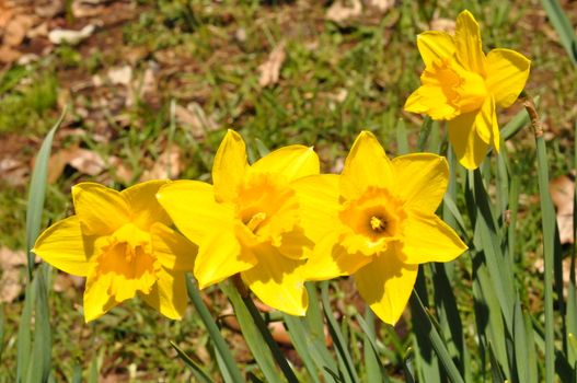 Daffodils at Hubbard Park in Meriden, Connecticut