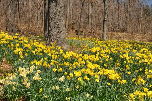 Daffodils at Hubbard Park in Meriden, Connecticut