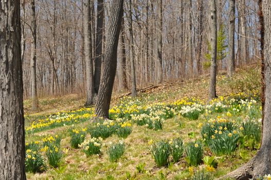 Daffodils at Hubbard Park in Meriden, Connecticut