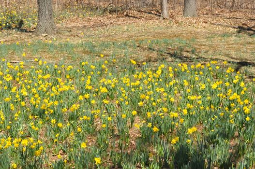 Daffodils at Hubbard Park in Meriden, Connecticut