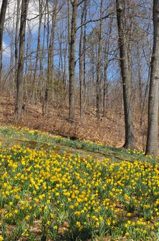 Daffodils at Hubbard Park in Meriden, Connecticut