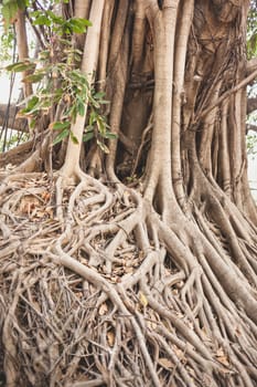 Beautiful Banyan tree in public park city center .