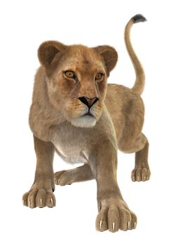3D digital render of a female lion isolated on white background