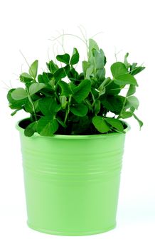 Young Sprouts of Sweet Pea in Green Pot isolated on white background
