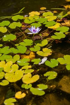 Purple lotus blossoms or water lily flowers blooming on pond