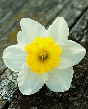 Fragile Spring Yellow Daffodil closeup on Natural Weathered Wooden background