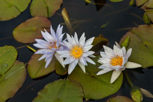 white lotus blossoms or water lily flowers blooming on pond
