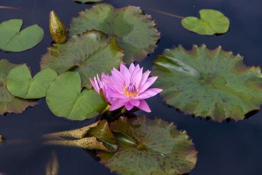 Pink lotus blossoms or water lily flowers blooming on pond