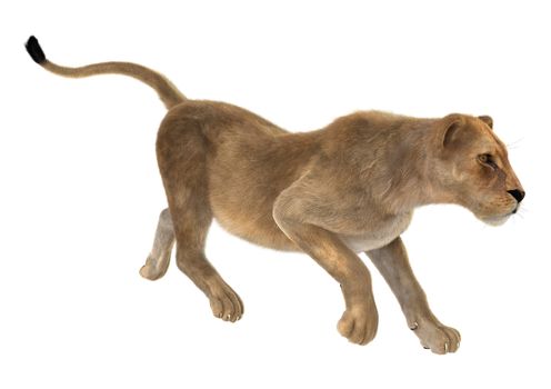 3D digital render of a female lion isolated on white background