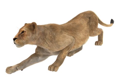 3D digital render of a female lion hunting isolated on white background
