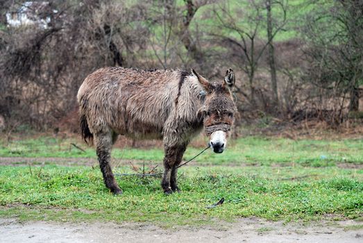 Picture of a Poor wet donkey left  on the rain during grazing