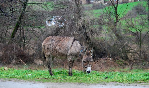 Poor wet donkey on the rain