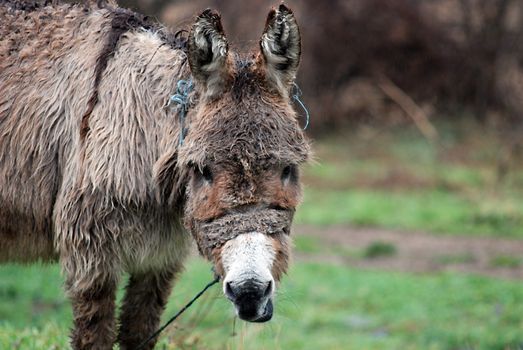 Poor wet donkey on the rain