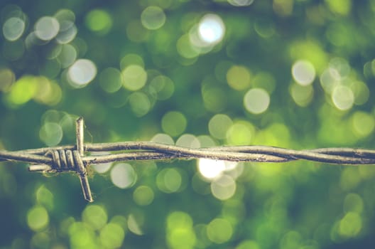 Sharp Barbed Wire Against Green Bokeh Background