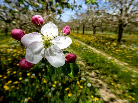 Blossoming apple orchard in spring ,picture of a 