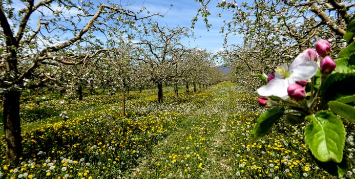 Blossoming apple orchard in spring ,picture of a 