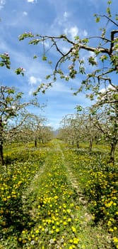 Blossoming apple orchard in spring ,picture of a 