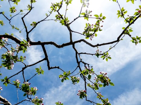 Blossoming apple orchard in spring ,picture of a 