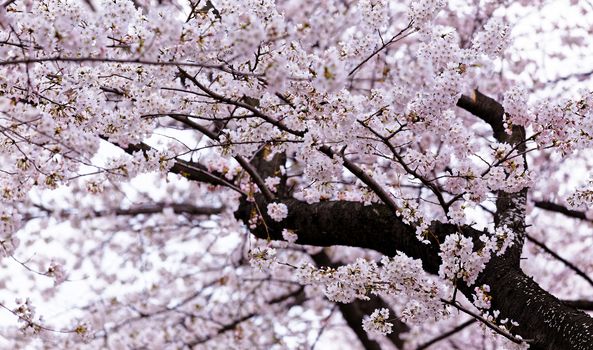 Blossoming sakura with pink flowers, closeup shot 