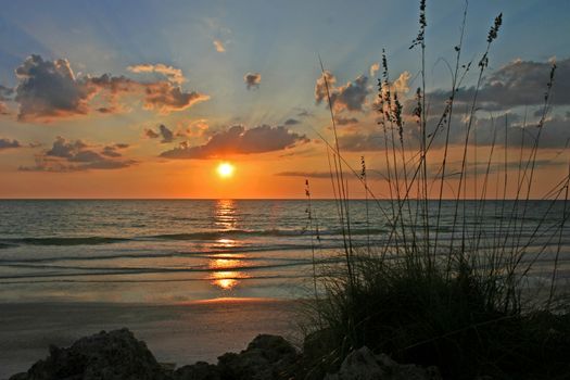 A sunset over the ocean with reeds and rocks