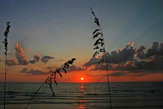 Some reeds with a sunset over the ocean