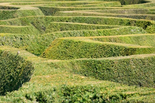 Large green Hedge Maze