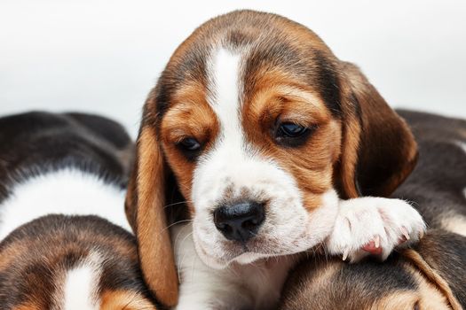 Sad  Beagle Puppy, 1 month old,  lying in front of white background. muzzle puppy close-up