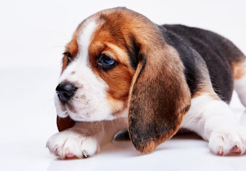 Beagle puppy lying on the white background