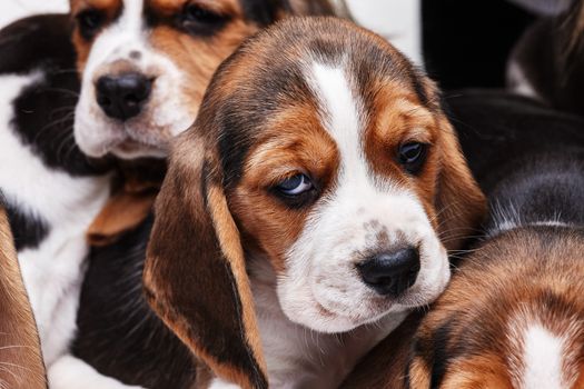 Sad  Beagle Puppy, 1 month old. muzzle puppy close-up