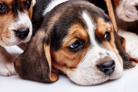 Beagle Puppy, 1 month old,  lying in front of white background. muzzle puppy close-up