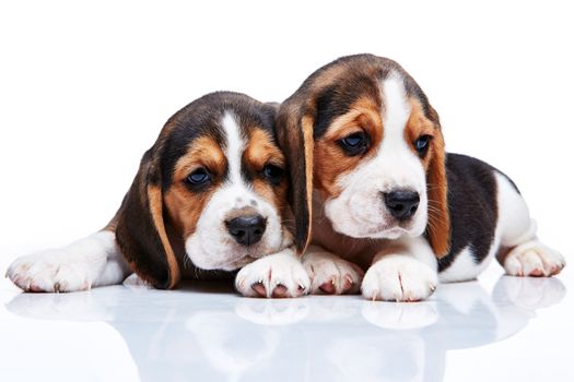 The two beagle puppies lying on the white background