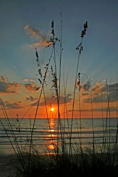 Some reeds with sunset over the ocean