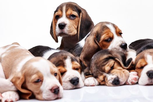 Beagle puppy lying on the white background among other sleeping puppies