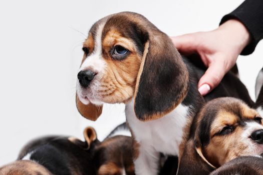 Beagle puppy lying on the white background among other sleeping puppies