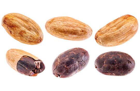 a set of raw cacao beans isolated with clipping paths