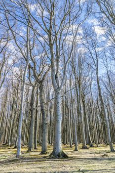 Image of the famous ghost forest on the coast of Nienhagen on the Baltic Sea