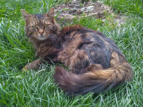 Cute cat in the Grass - eye contact