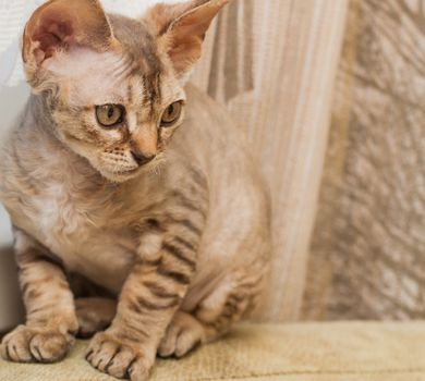 Gray Devon Rex breed cat sits on sofa