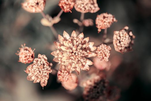 Wild plant flower