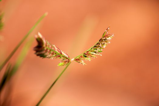 Wild plant flower