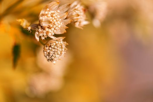 Wild plant flower