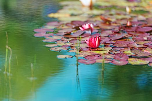 Red waterlily in garden pond