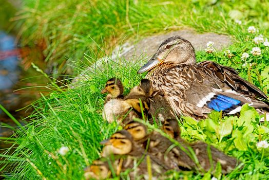 Family of ducks on grass meadow