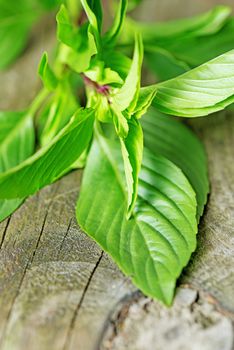 Basil leafs on wooden table