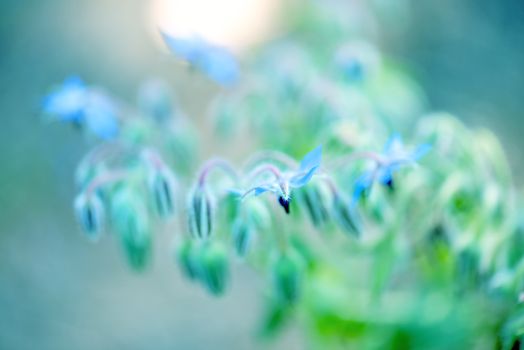 Wild plant flower