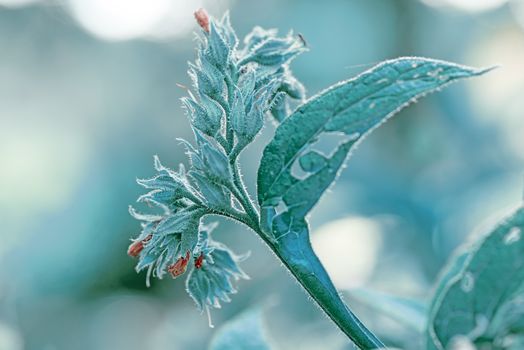 Wild plant flower