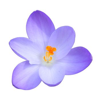 Single blue crocus spring flower isolated on white background top view