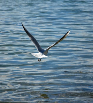 picture of a seagulls bird
