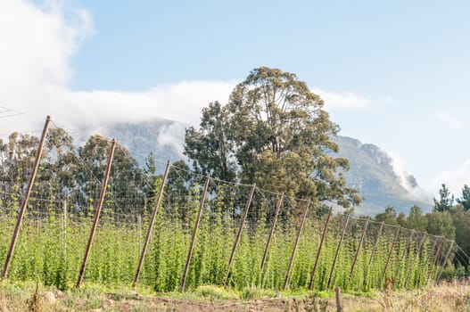 Hops growing near Herold, a small village at the top of the Montagu Pass