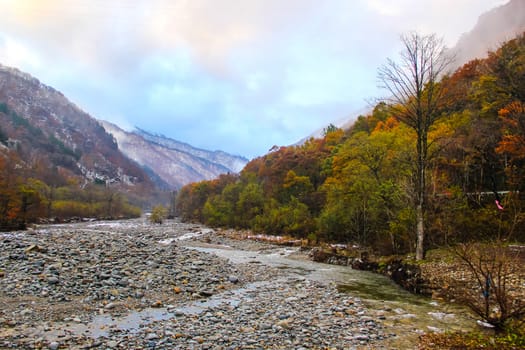 Landscape autumn season with tree and mountain